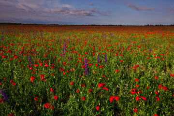 Poppy field