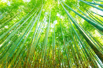 Arashiyama Bamboo Grove Forest Radial Looking Up