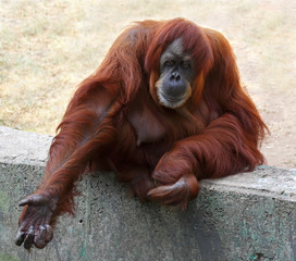 Naklejka premium Orangutan in captivity in a zoo