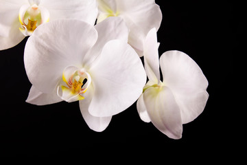 Naklejka na ściany i meble branch white orchid and black background