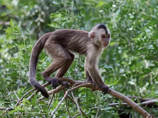 Acrylic prints Monkey capuchin monkey cub on tree branch