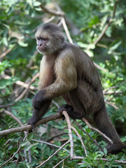 capuchin monkey on tree branch