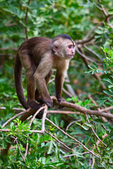 capuchin monkey cub on tree branch