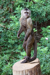 capuchin monkey