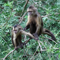 mother capuchin monkey with young sitting on tree branch