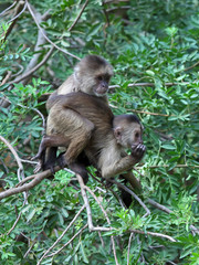 mother capuchin monkey with young sitting on tree branch