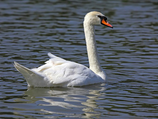 Naklejka premium Beautiful white swan