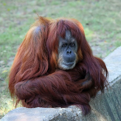 Orangutan in captivity in a zoo