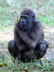 close up of a big female gorilla