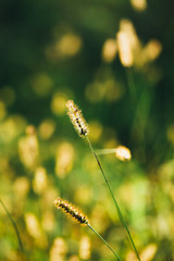 Green Grass and Bokeh, Boke Background