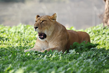 Close Up picture of lioness resting in the grass