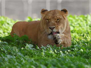  lioness