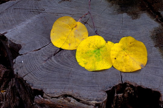 Foglie gialle, autunno