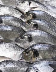 Gilt-head breams on ice