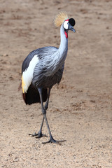Grey Crowned Crane