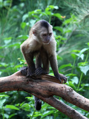 monkey cub