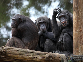 Naklejka premium chimpanzee family