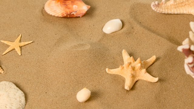 Starfish and shells on sand, rotation, closeup