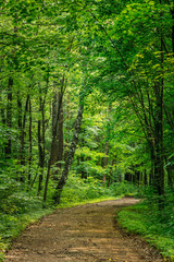 Obraz premium Beautiful Countryside Road Lane Path Way through summer deciduou