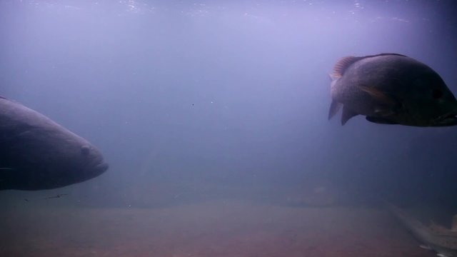 Different type of old fishes swimming together