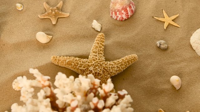 Coral, seashells, starfish on the sand, rotation, closeup