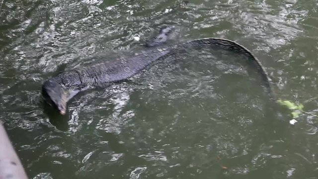 KO SAMUI, THAILAND: Dangerous Komodo dragons swimming in water -  Biggest Lizard