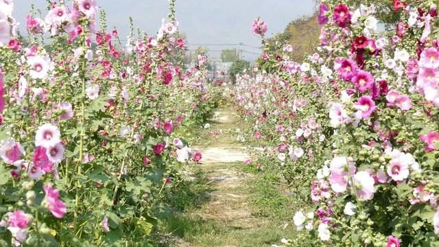 blooming Hollyhock flower in the garden