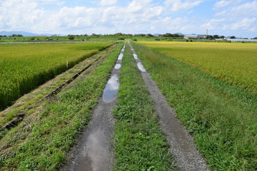 Fototapeta na wymiar 農道と田園風景／山形県の庄内地方で、農道と田園風景を撮影したローカルイメージの写真です。