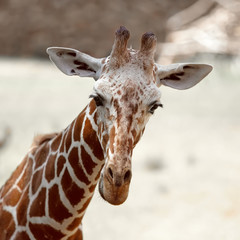 giraffe