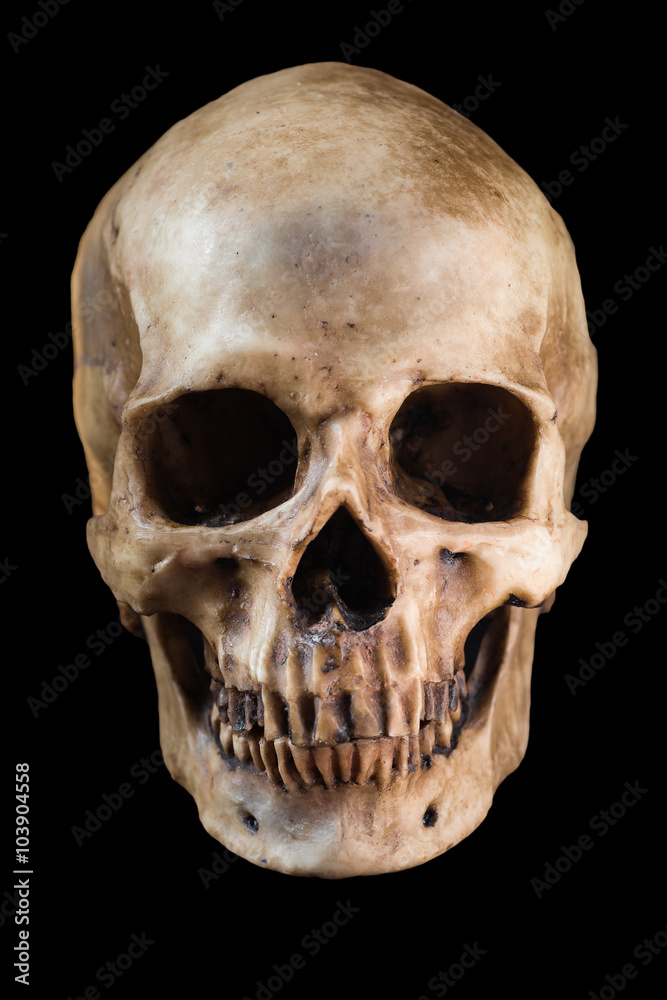 Wall mural human skull on black background