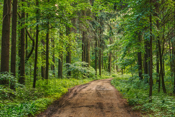 Empty Lane, Path, Way in summer forest