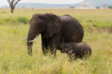 Naklejka na ściany i meble elephant family in serengeti national park, tanzania