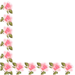 Pink roses on a white background 