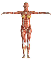 3D female medical figure