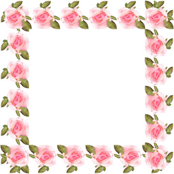 Pink roses on a white background 