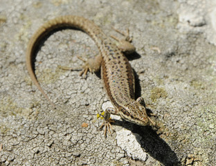 Lézard