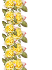 Yellow roses on the white background 