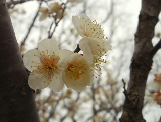 尾高城跡の梅の花