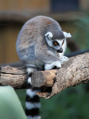 close-up of a ring-tailed lemur in zoo