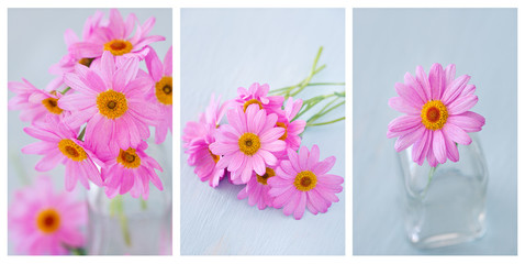collage of a blooming pink chamomile flowers close-up.