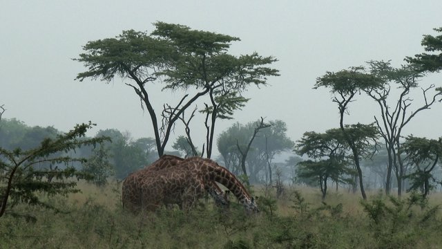 AKAGERA, RWANDA, JANUARY 2015: A group of giraffes in the Akagera national park.