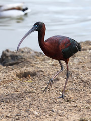 Glossy Ibis