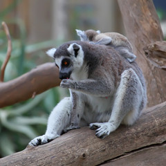 close-up of a ring-tailed lemur with her cute baby