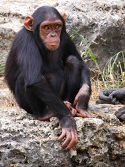 The cub of a chimpanzee sitting on a rock at the zoo