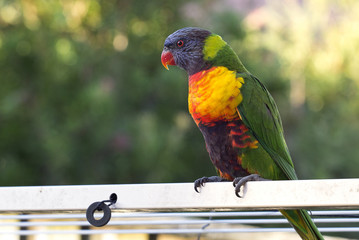 Rainbow Lorikeet