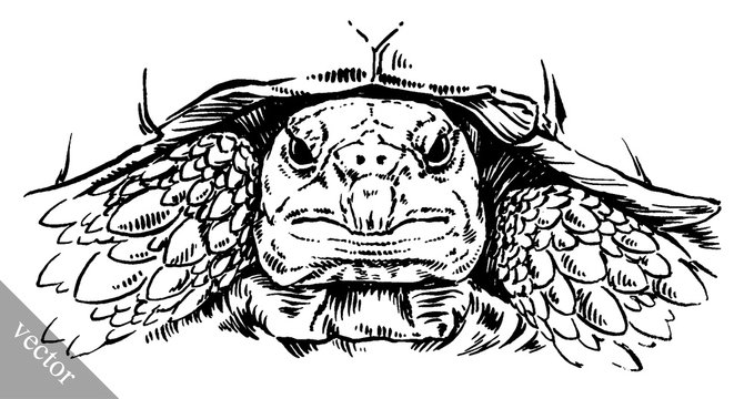 engrave ink draw turtle illustration