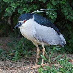 Black-crowned Night Heron (Nycticorax nycticorax)