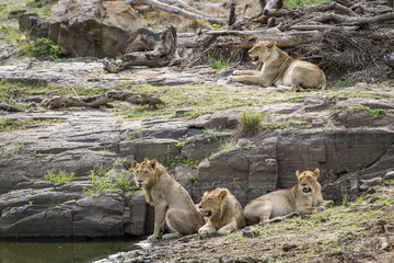 Lion in Kruger National park, South Africa
