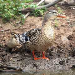 Duck and Duckling