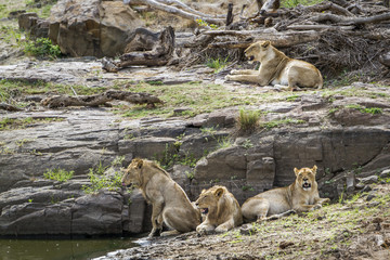 Lion in Kruger National park, South Africa